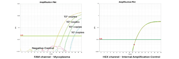 BioMycoX® Mycoplasma qPCR Detection Kit Gel Electrophoresis Result