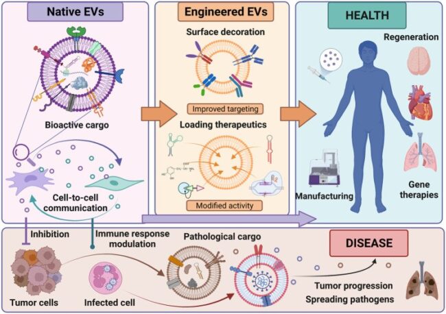 Extracellular Vesicles: Nature's Messaging System and the Rise of Engineered Therapeutics 